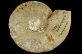 Fossil Triassic Ammonite (Ceratites) - Germany #117152-1